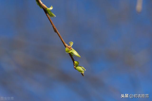 早春柳芽唐诗6首 柳树新芽有个美丽的名字 叫做 柳眼 哦 今日头条