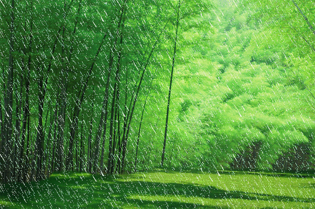 11月17 罕见 太罕见了 美丽的动态竹林雨 太漂亮了