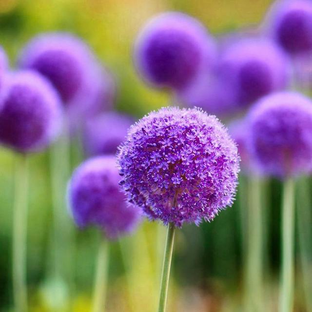 葱花 做饭用 花葱 是什么 认识园艺新宠 大花葱 葱花 做饭用 花葱 是什么 认识园艺新宠 大花葱