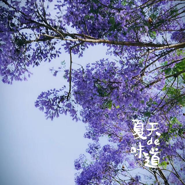 淡紫色的花成为昆明新景 蓝花楹的花语和故事你知道吗 今日头条