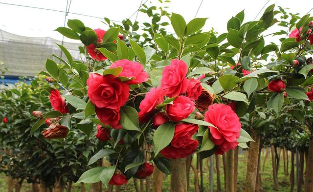 六七月养茶花 三件事要多做 一件事不要做