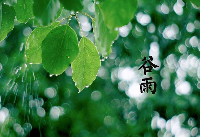 今日谷雨，农谚“清明要明，谷雨要淋”，谷雨下雨有啥说法吗？