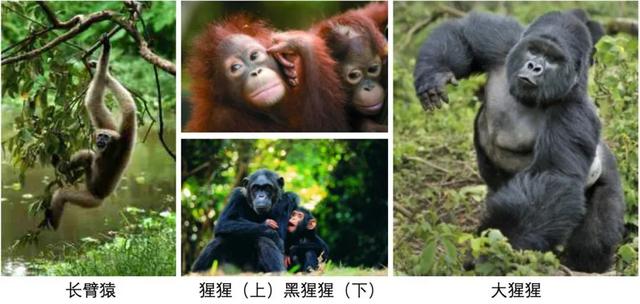 宠物需要接种疫苗吗?《Science》杂志这么说