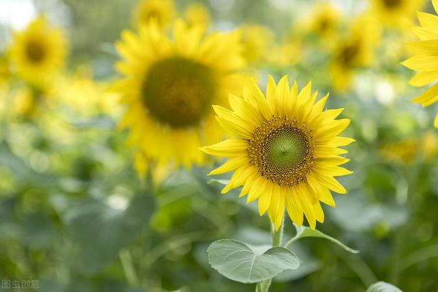 向日葵的花语 入目无他人 四下皆是你