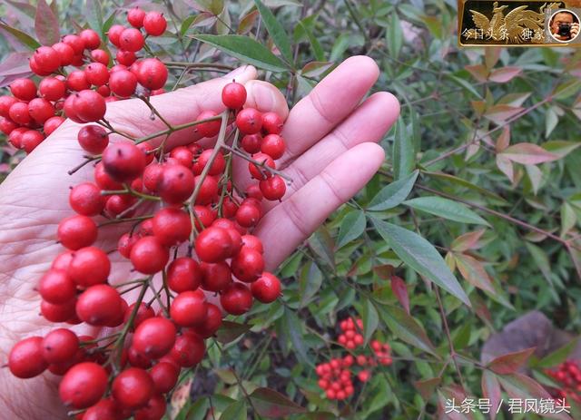 这种红果有小毒 它的名字叫南天竹 可解砒霜毒