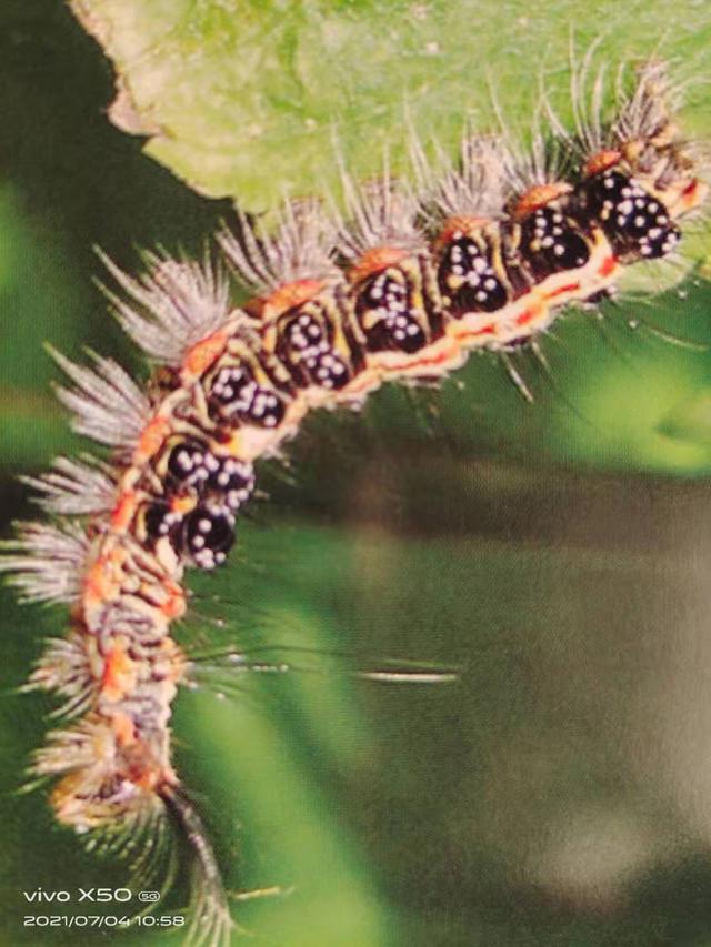 这个触碰到身体就发痒的毛毛虫 发生规律和防治方法